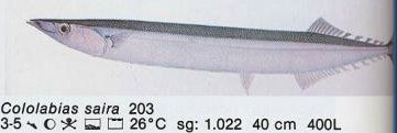 Cololabias saira